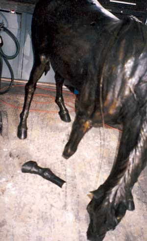 Bronze Pony with Broken Leg